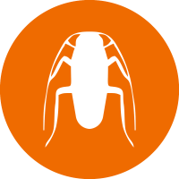 Pest Control 